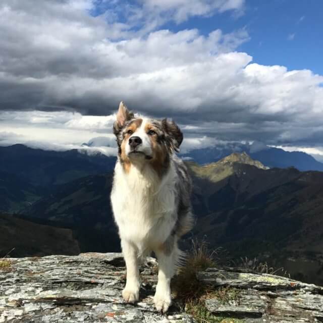 Hotel Grimming Hund Dave auf der Bergspitze