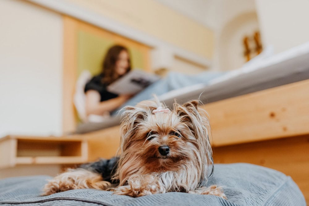 Single room - Dog lies in front of the hotel bed, mistress reads in bed