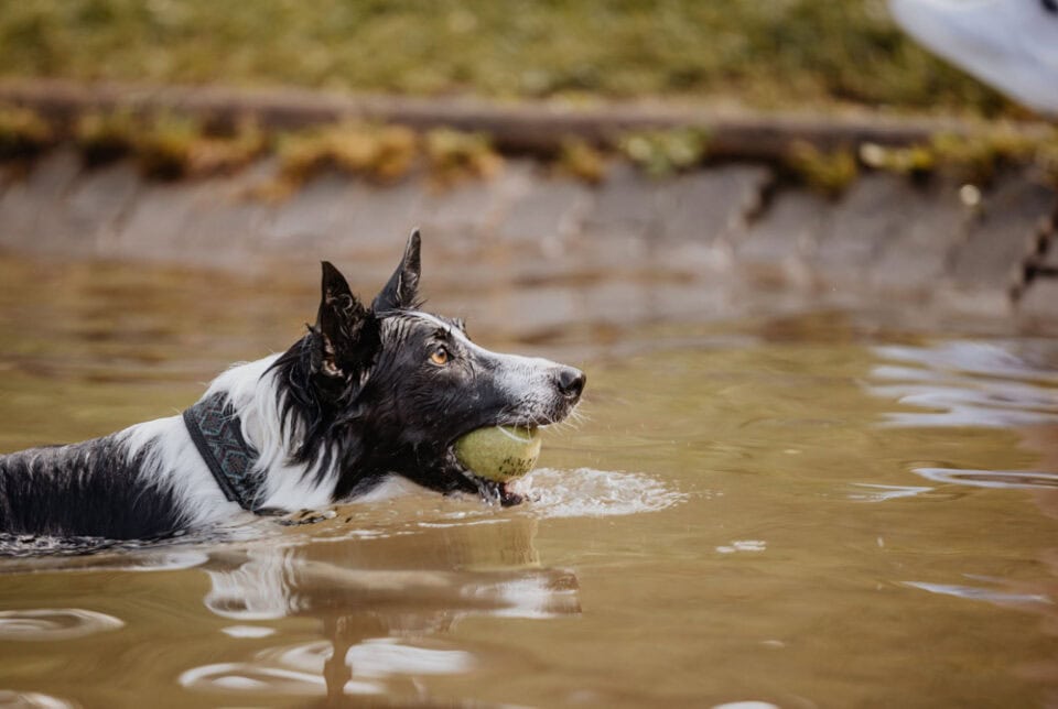 Ein Hund schwimmt im Badesee des Dogcenters und hat dabei einen Tennisball im Mund