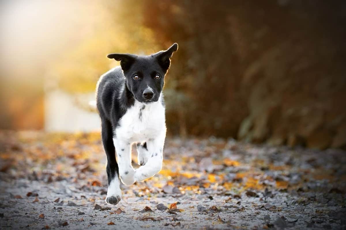 Springender Hund im Wald